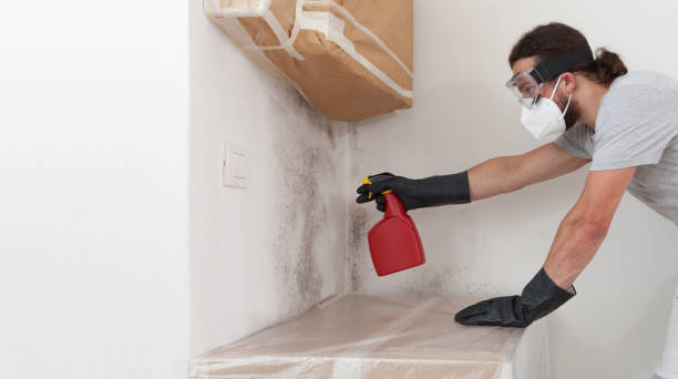 Professional Basement Mold Remediation technician working in Dendron, VA