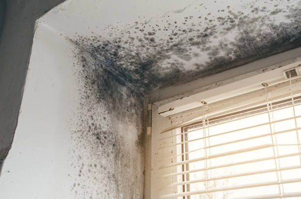Affordable Basement Mold Remediation solutions in Dendron, VA