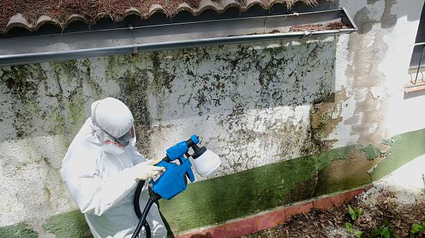 Top rated local Basement Mold Remediation specialists in Dendron, VA